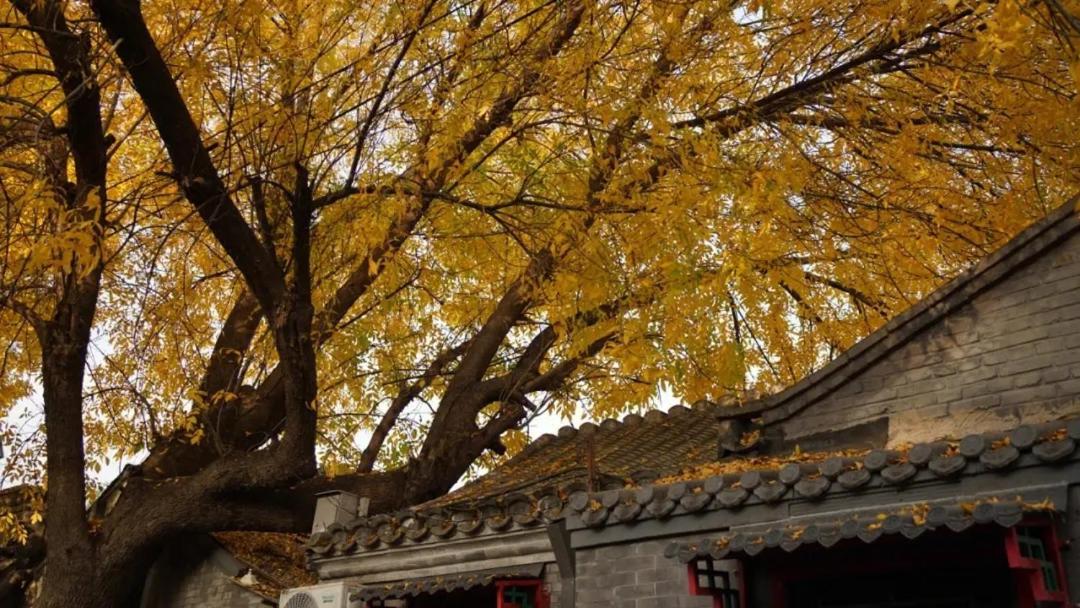The East Hotel-Very Close To The Drum Tower,The Lama Temple,Houhai Bar Street,And The Forbidden City,There Are Many Old Beijing Traditional Hutongs Around The Hotel ,Experience The Culture Of Old Beijing Hutongs,Near Exit A Of Shichahai On Metro Line Luaran gambar